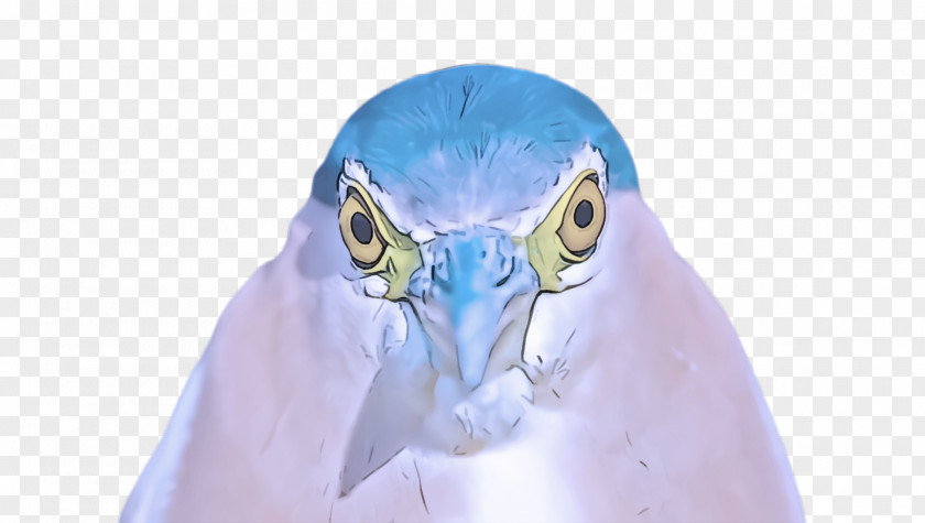 Neck Bird Beak PNG