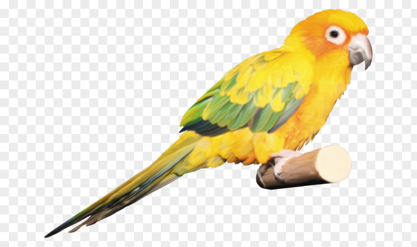 Parrot Budgerigar Lovebird Macaw PNG