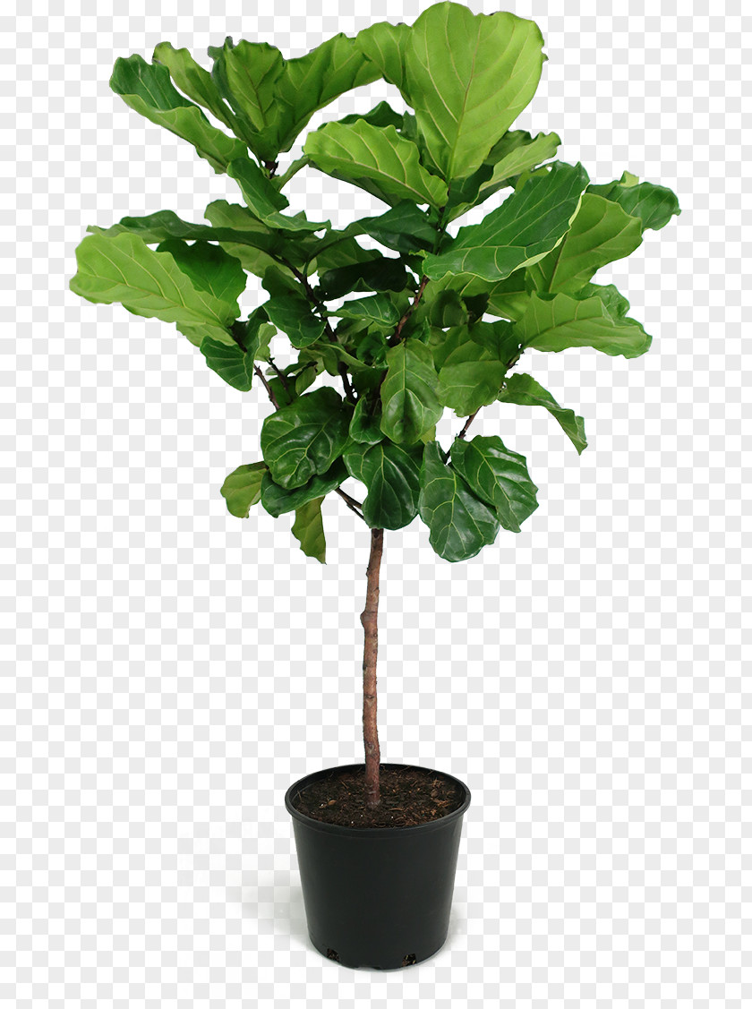 Plant Fiddle-leaf Fig Weeping Common Chinese Sweet Plum Houseplant PNG