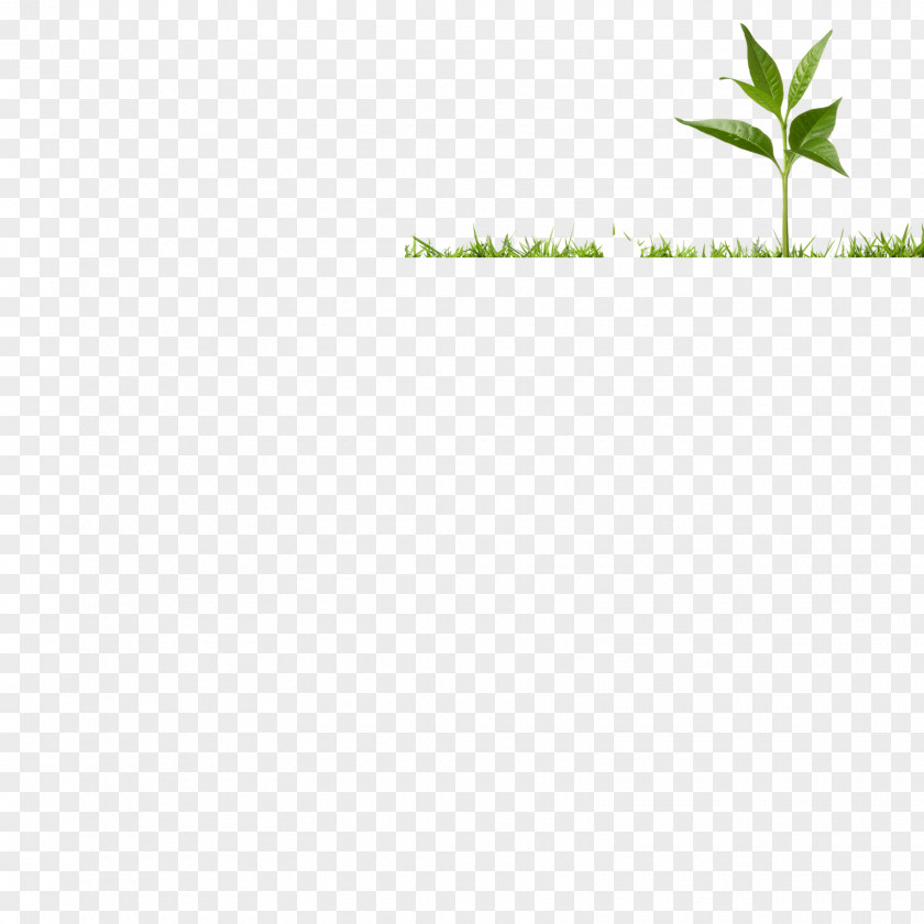 Soil Profile Leaf Grasses Plant Stem PNG