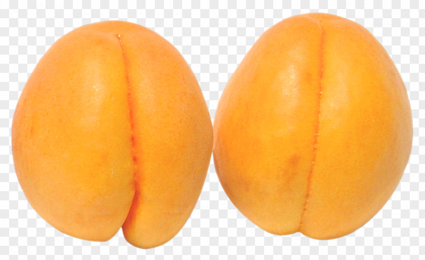 Two Apricots Apricot Clip Art PNG
