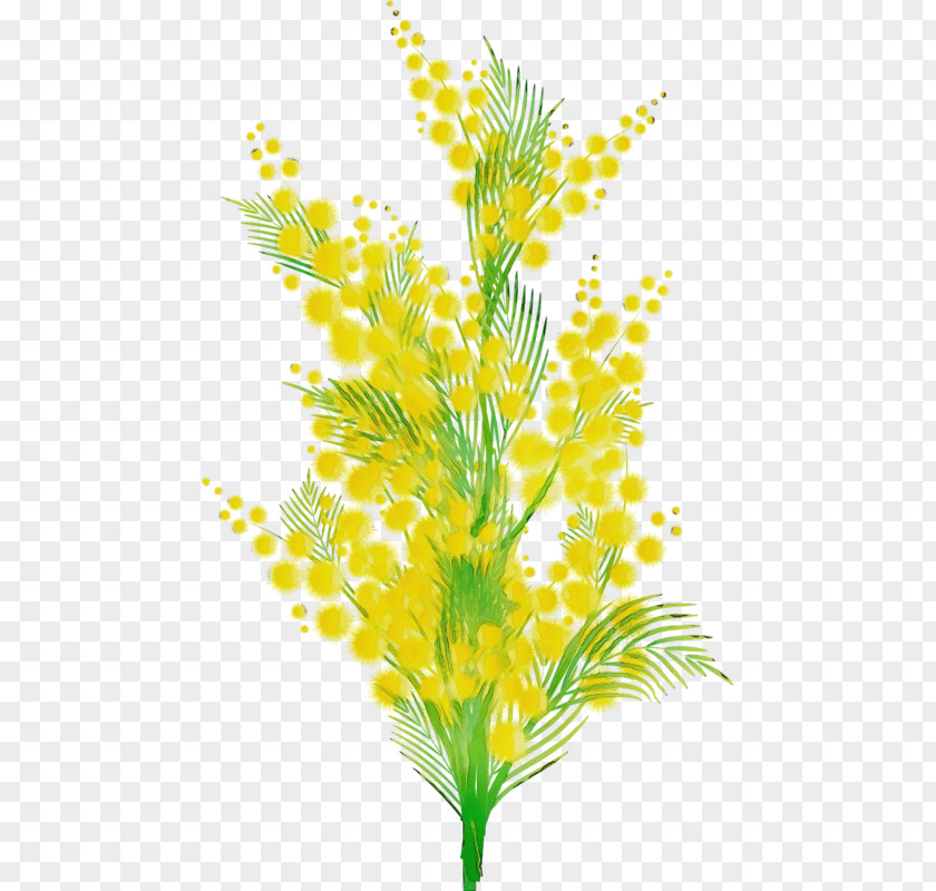 Vascular Plant Pedicel Yellow Leaf Flower Grass PNG