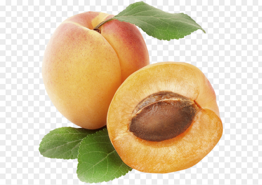 Apricot Fruit Peach Clip Art PNG