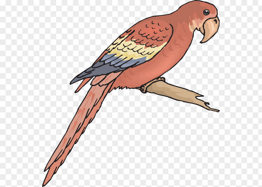 Bird Budgerigar Macaw Wing Clip Art PNG