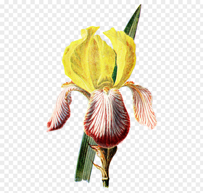 Flower Irises Botanical Illustration Botany PNG
