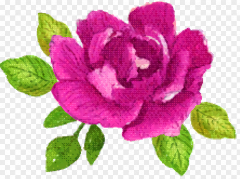 Hybrid Tea Rose Order Purple Watercolor Flower PNG