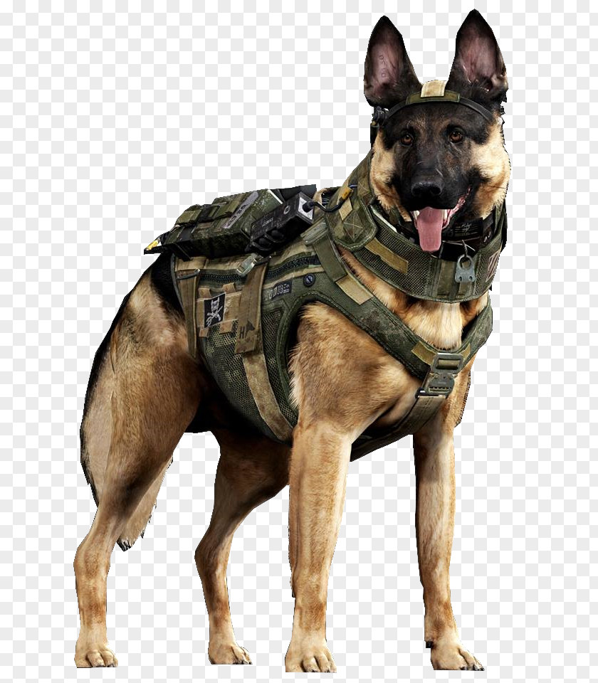 Labrador German Shepherd Call Of Duty: Ghosts Malinois Dog Dogs In Warfare Military PNG