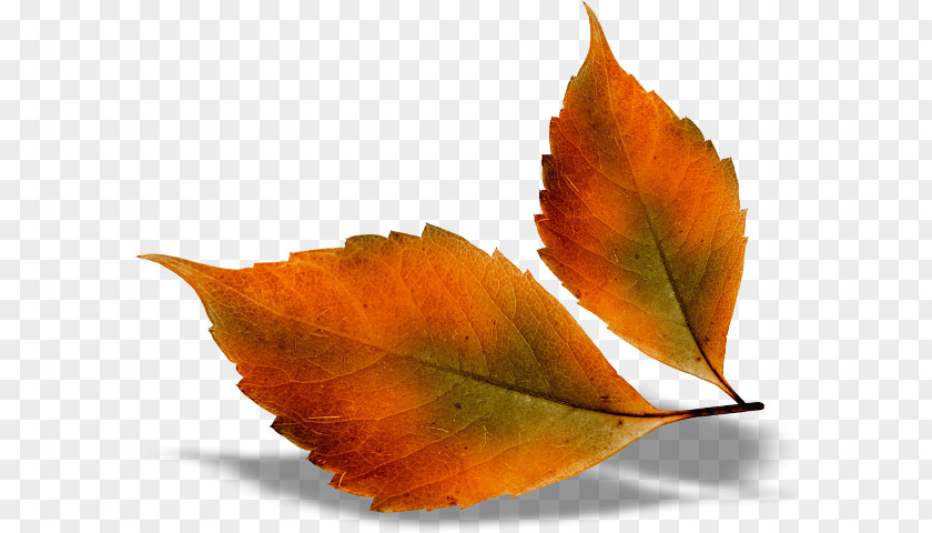 Leaf Autumn Color Desktop Wallpaper Clip Art PNG