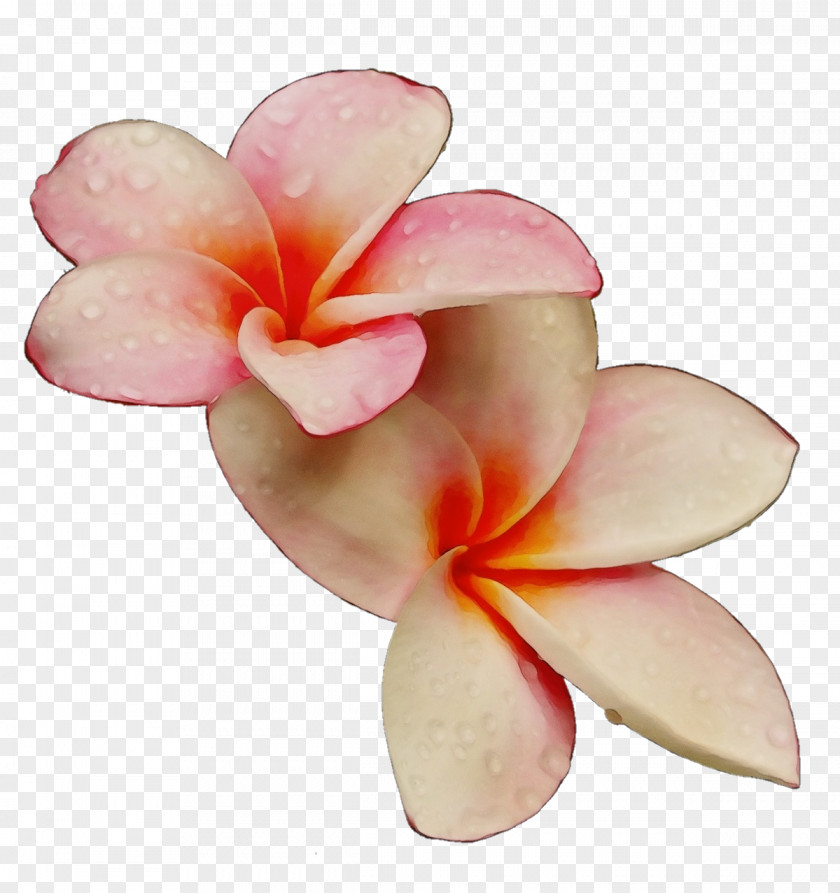 Moth Orchid Anthurium Petal Frangipani Flower Pink Plant PNG