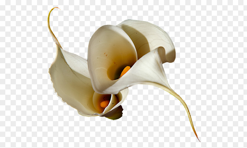 Orkide LiveInternet Blog Diary Flower Clip Art PNG