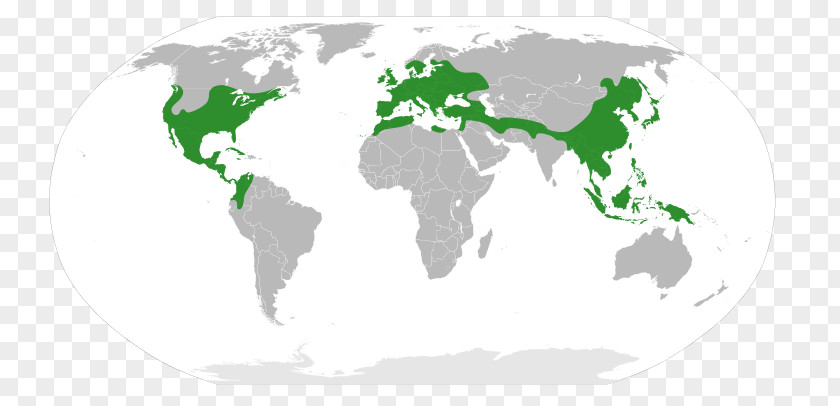 Quercus Robur World Map New United States PNG