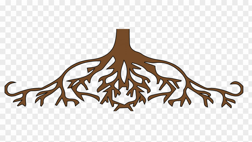 Root United States Tree Clip Art PNG