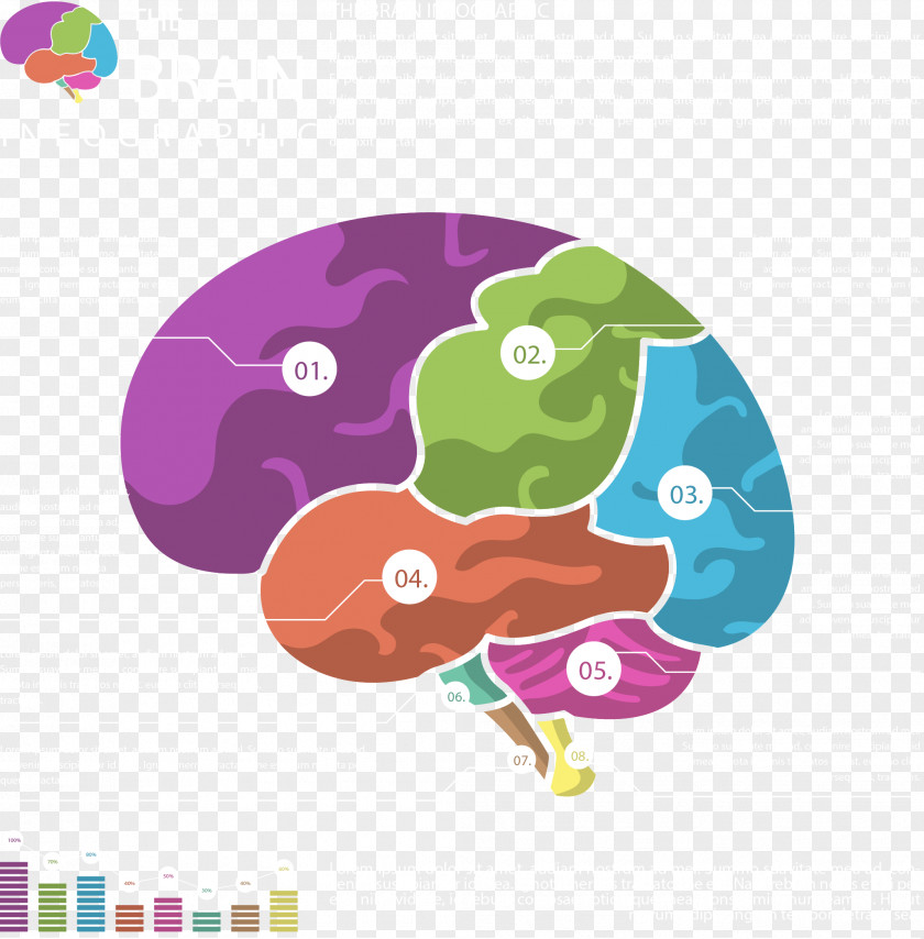 Vector Hand Painted Colored Brain Infographic Agy PNG