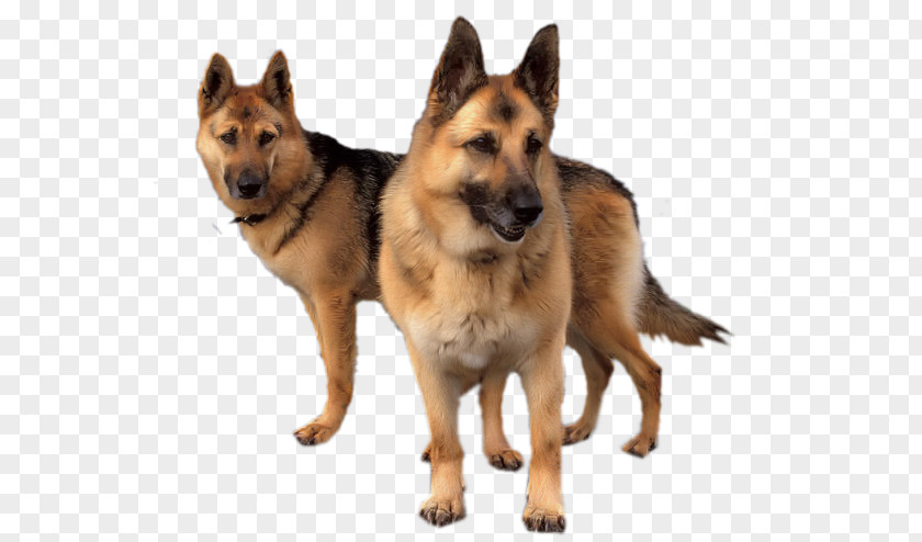 Berger Allemand Old German Shepherd Dog King Shiloh Tervuren Kunming Wolfdog PNG