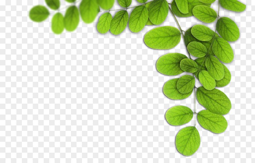 Folha Leaf PNG