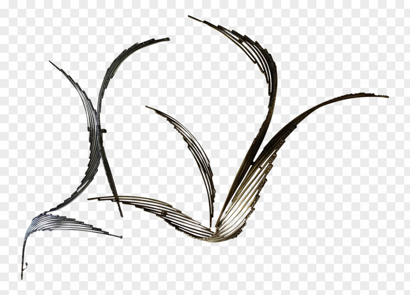 Grass Family Plant Drawing Of PNG