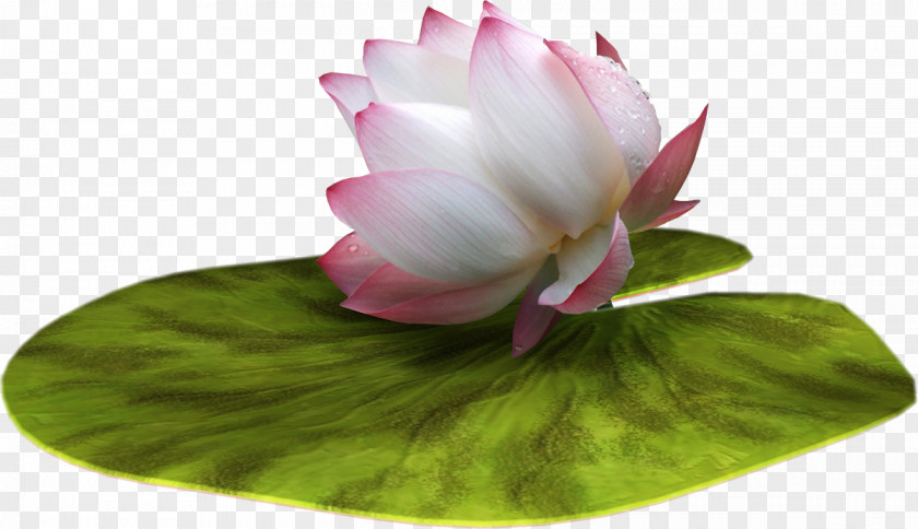 Lotus Nelumbo Nucifera Flower Clip Art PNG