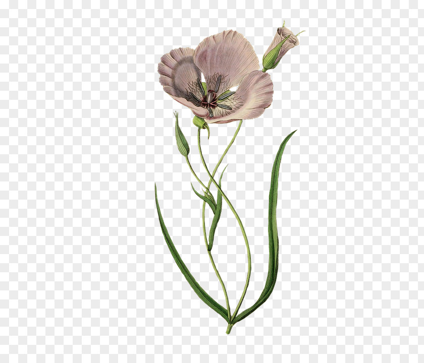 Poppies Splendid Mariposa Lily Clip Art Image Poppy Openclipart PNG