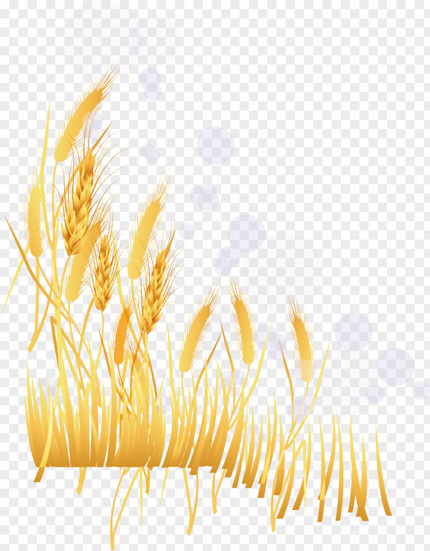 Vector Golden Wheat Illustration PNG