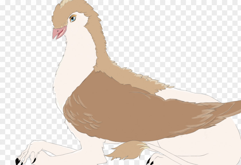 Duck Goose Feather Beak PNG