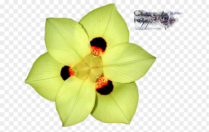 Plant Dietes Grandiflora Bicolor Petal Flower PNG