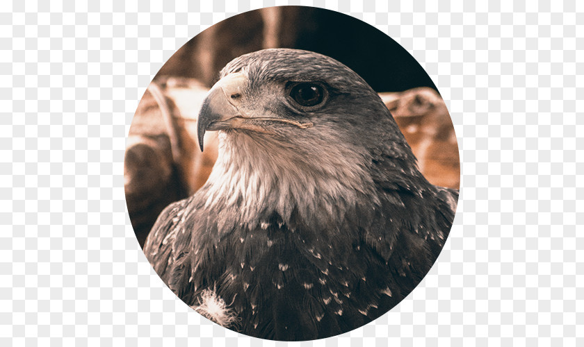 Aguilas Animal Santuario De La Naturaleza Burrowing Owl Homo Sapiens Flight PNG