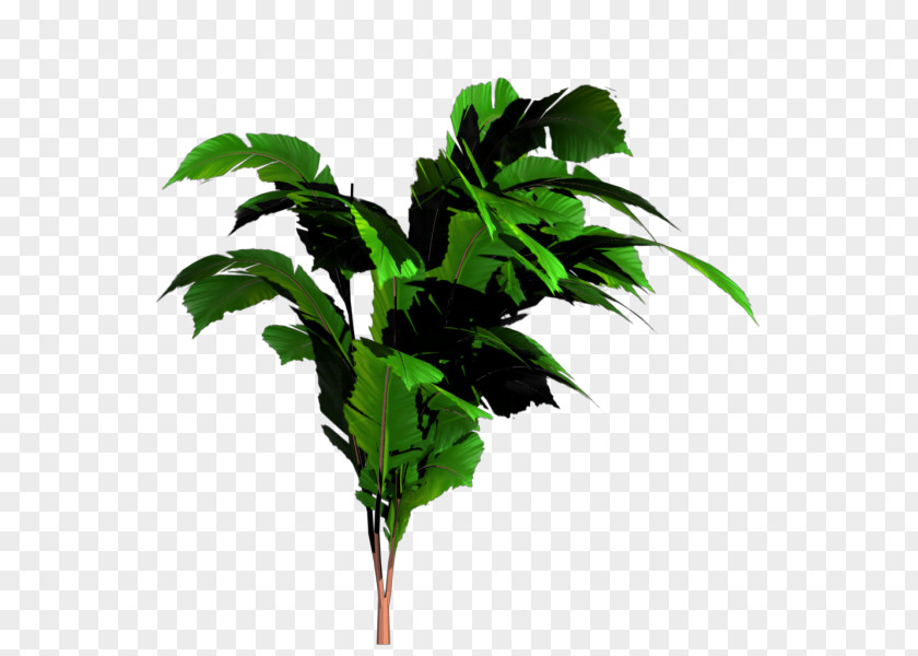 Banana Leaf Tree PNG