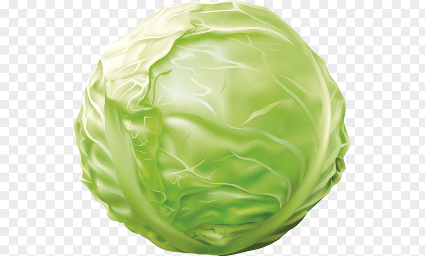 Cabbage Red Vegetable Kale PNG