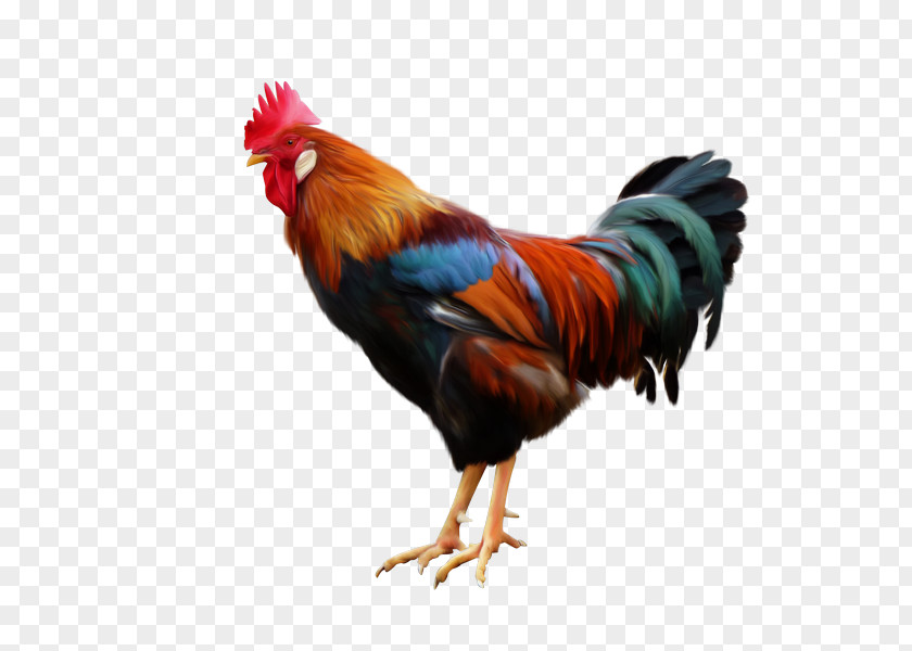 Chicken Rooster Poultry Color PNG