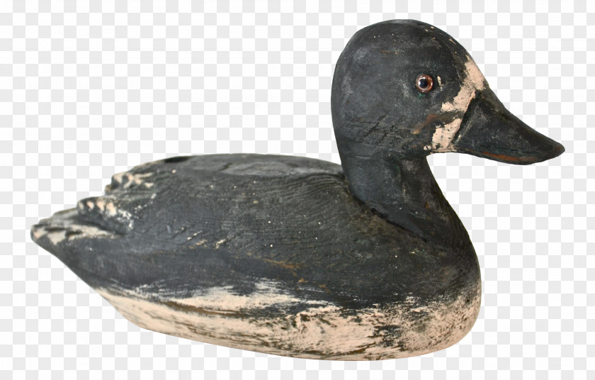 Duck Goose Fauna Beak PNG