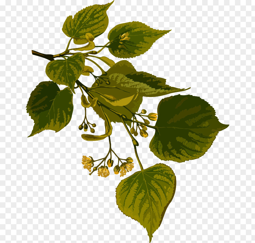 Lime Tree Tilia Cordata Köhler's Medicinal Plants Basswood Clip Art PNG