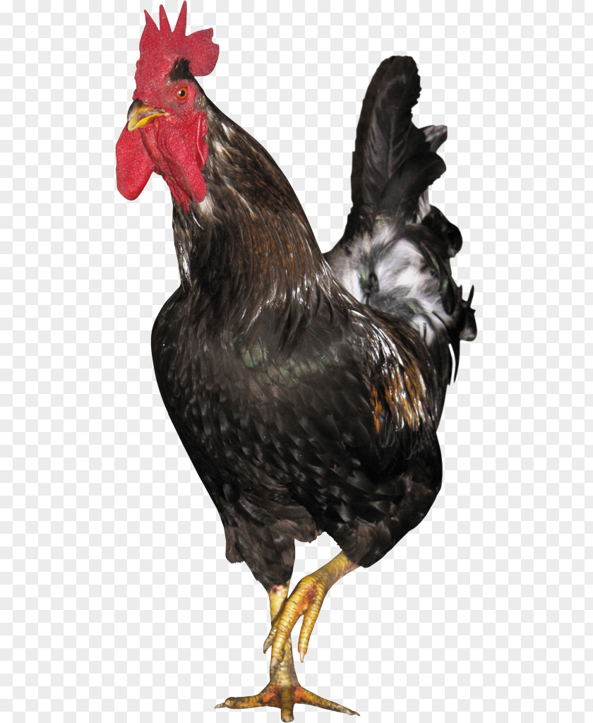 Rooster Rhode Island Red Fowl Galliformes PNG