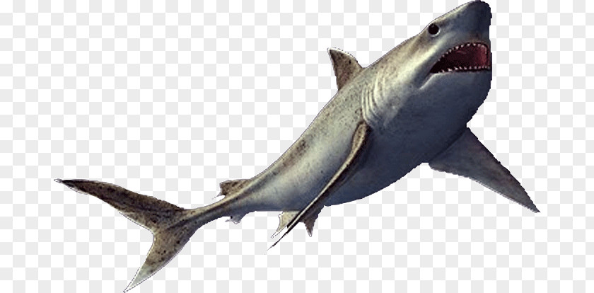 Shark Teeth Reptile Squalicorax Vertebrate Enchodus Mackerel Sharks PNG