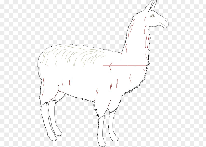 Camel Llama Line Art Drawing Clip PNG
