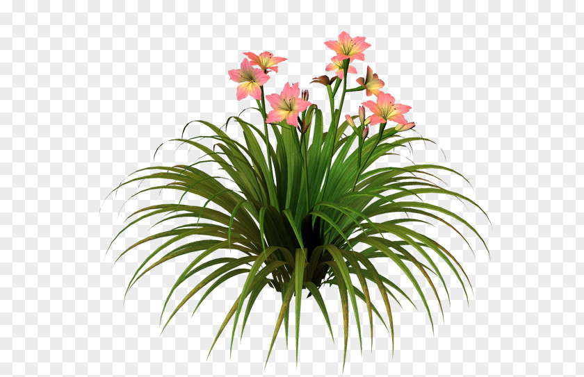 Daylilies Centerblog Cut Flowers Floristry Flowerpot PNG