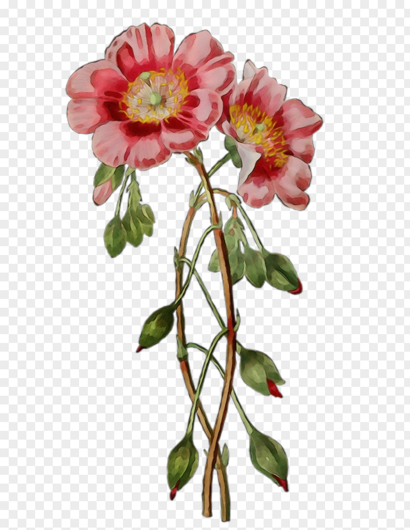 Perennial Plant Camellia Watercolor Floral Background PNG