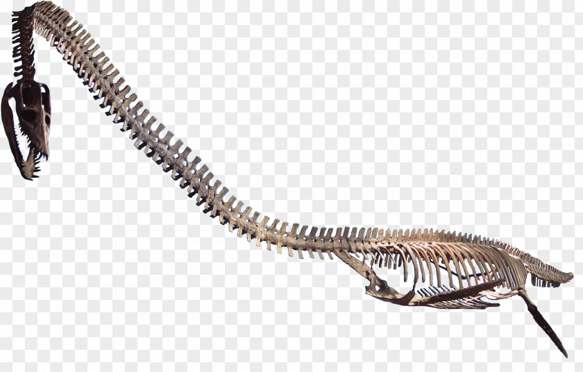 Skeleton Elasmosaurus Plesiosauria Western Interior Seaway Late Cretaceous Mosasaurus PNG