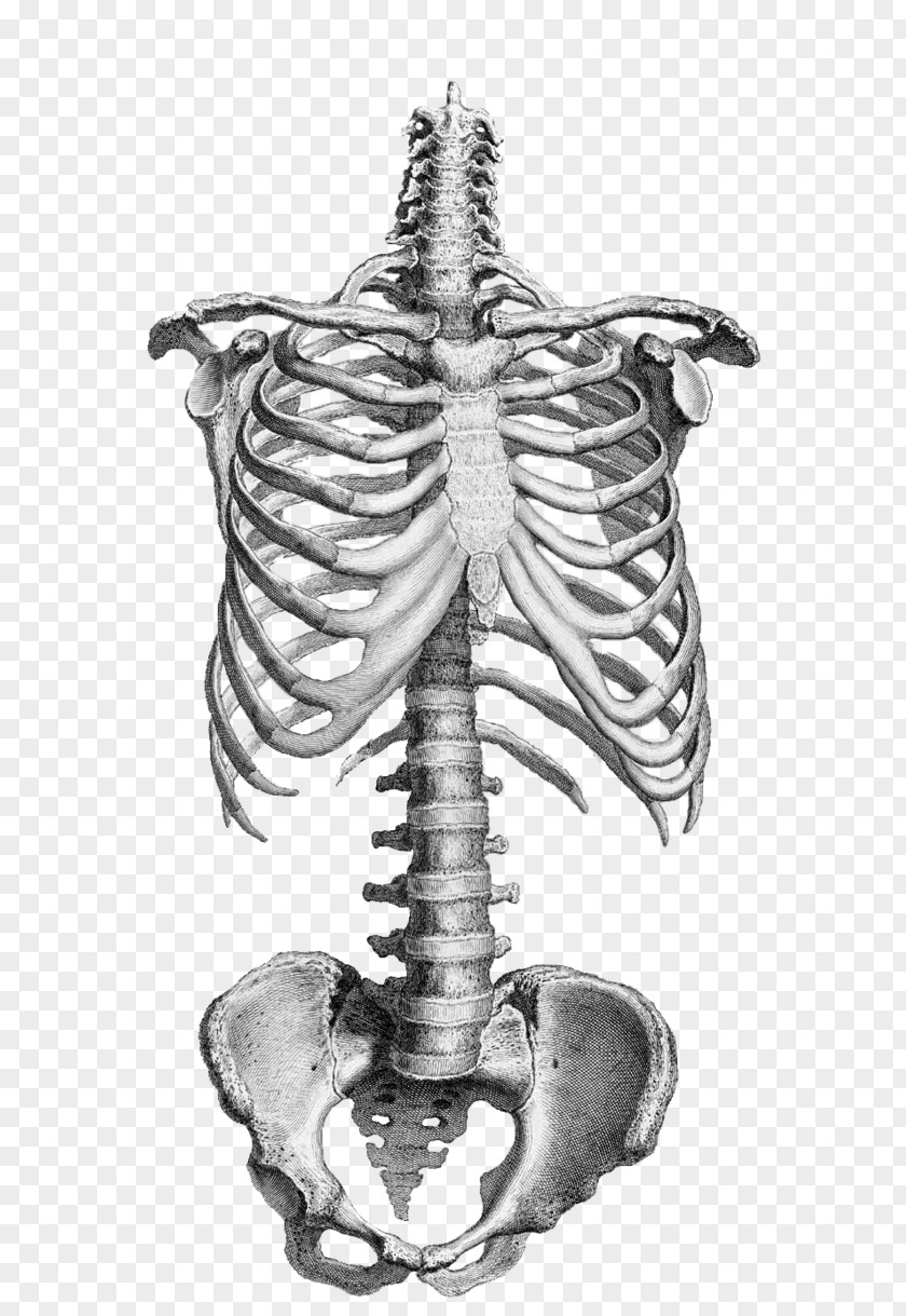 Skull Anatomy Drawing Human Skeleton Vertebral Column Bone PNG