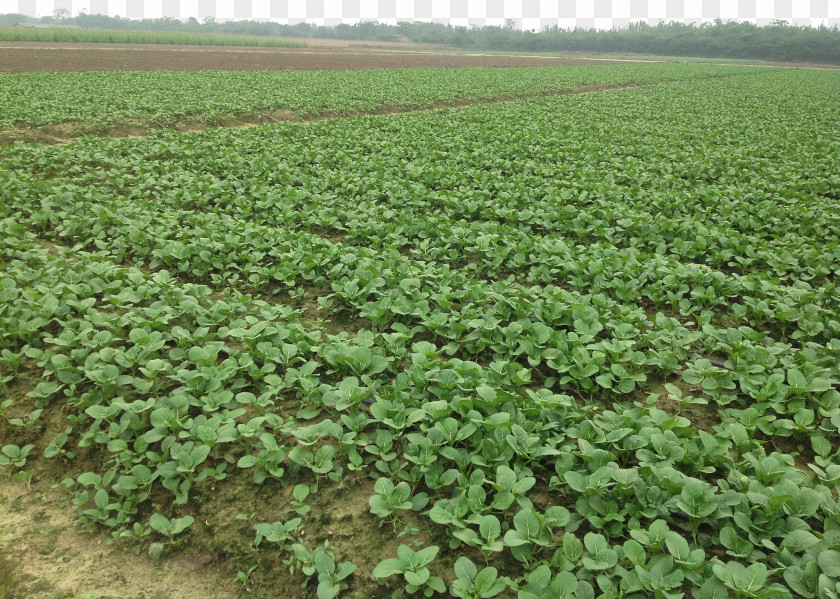 Vegetable Cabbage Planting Base Brassica Rapa Rutabaga Plantation PNG