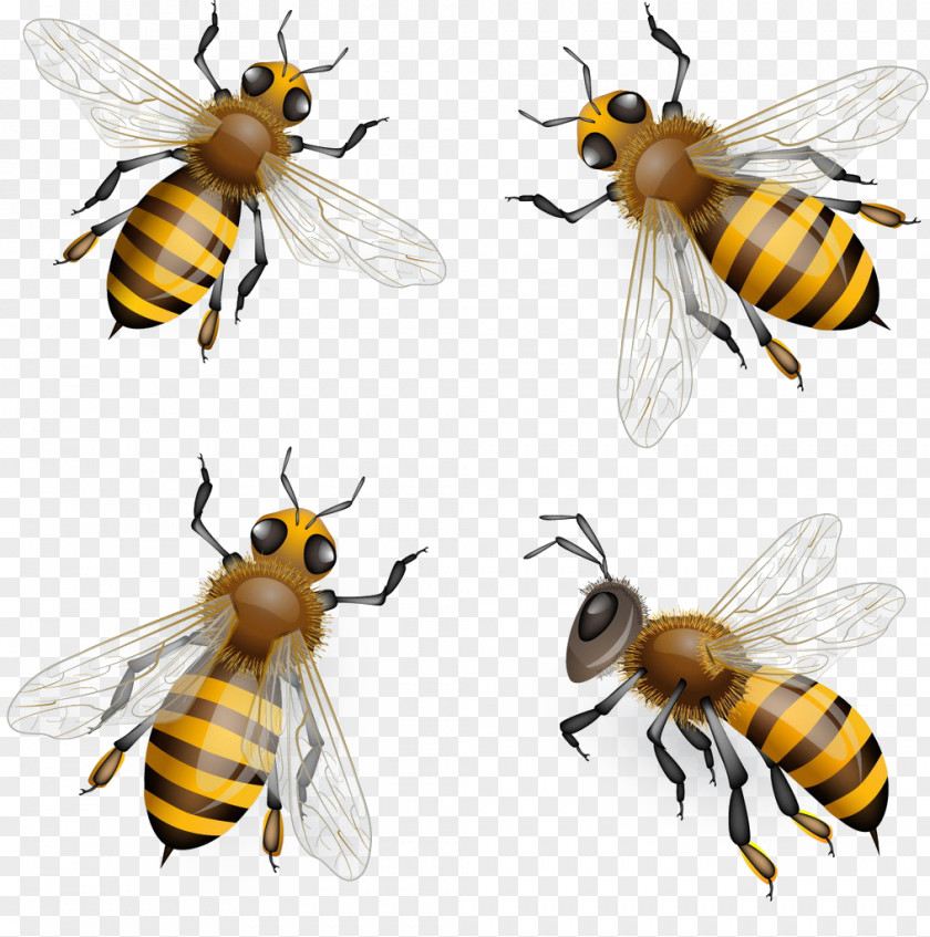Bee Honey Euclidean Vector Clip Art PNG
