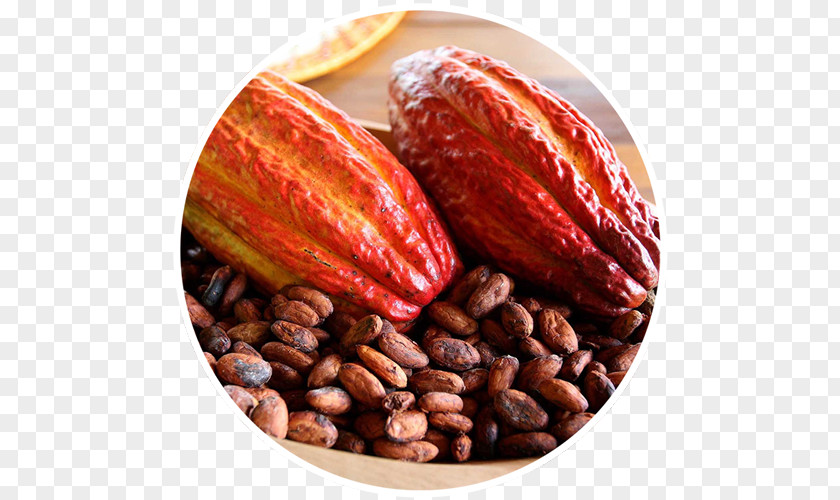 Chocolate Cacao Tree Food Cocoa Bean Bitterness PNG