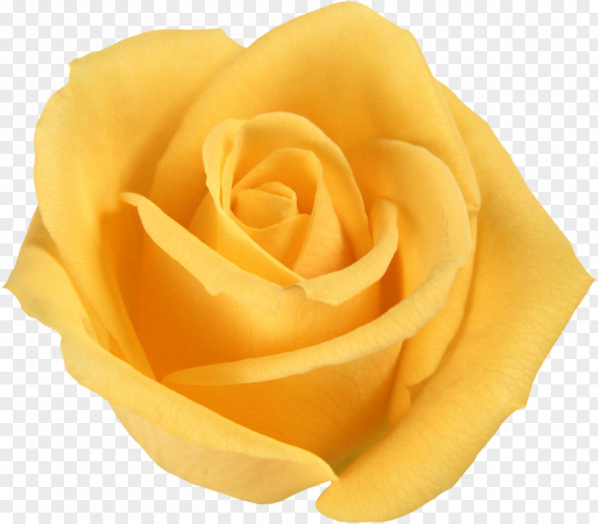 Funeral Flower Bouquet Yellow Rosa Foetida Floribunda PNG