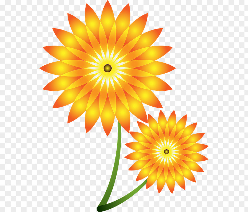 Kwiatysloneczniki Common Sunflower Clip Art PNG