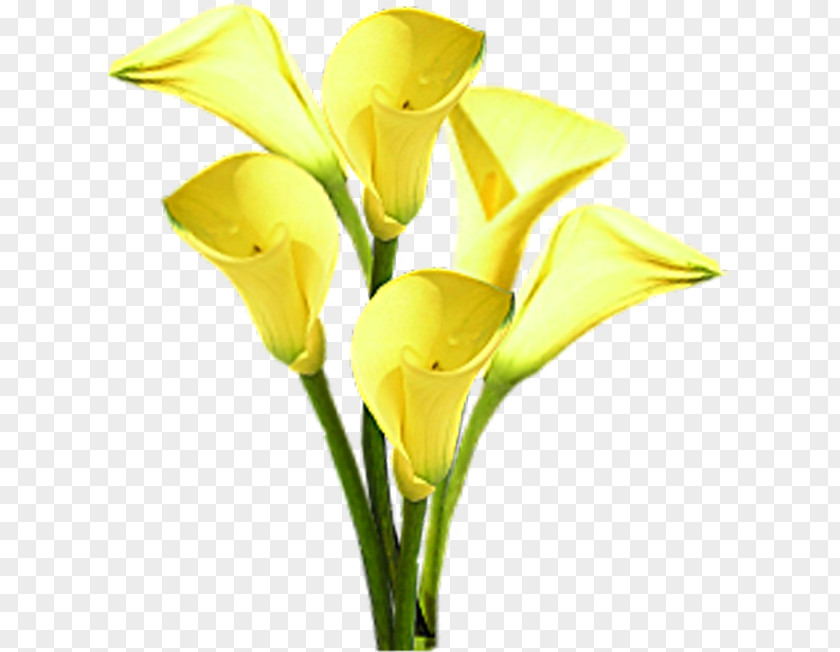 Flower Bouquet PNG