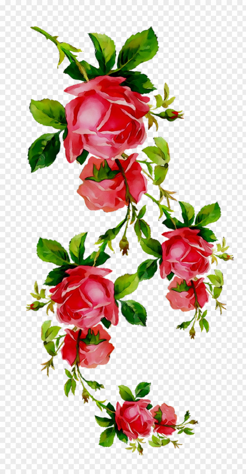 Garden Roses Cut Flowers Floral Design Drawing PNG