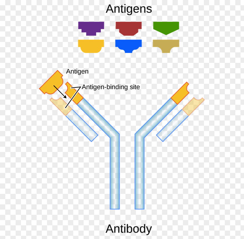 Spyryx Biosciences Antigen Antibody Binding Site Paratope Molecular PNG