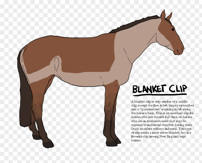 Blanket Mustang Stallion Mule Foal Colt PNG