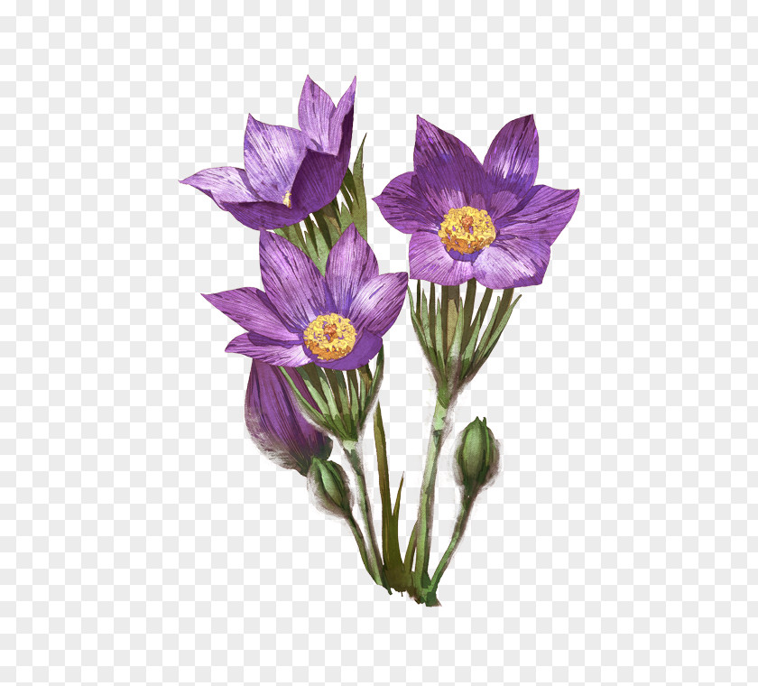 Eastern Pasqueflower Herbaceous Plant Drawing Achnatherum Robustum PNG