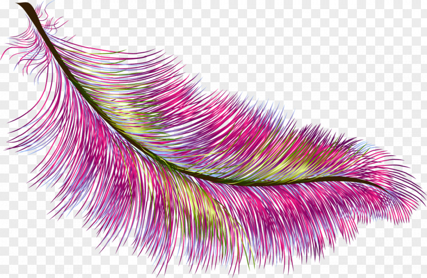 Feather Color Bird PNG