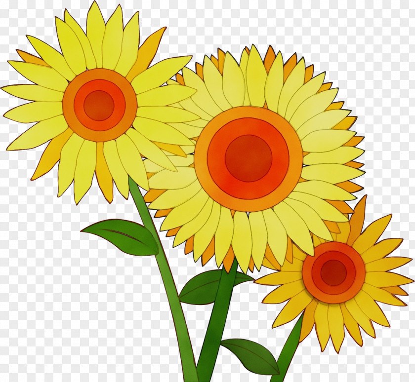 Floral Design PNG